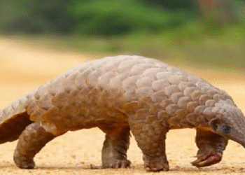 எறும்புண்ணியின் இறைச்சியுடன் ஒருவர் கைது!