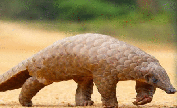 எறும்புண்ணியின் இறைச்சியுடன் ஒருவர் கைது!