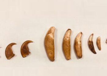 சிறுத்தையின் பற்கள், நகங்களுடன் இருவர் கைது!