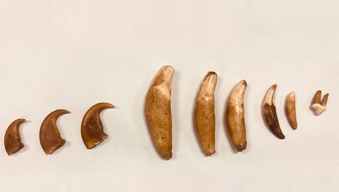 சிறுத்தையின் பற்கள், நகங்களுடன் இருவர் கைது!