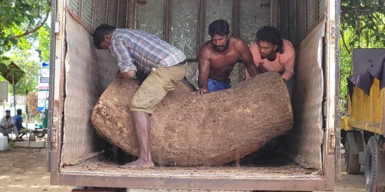 யாழில் விறகுகளுடன் விறகுகளாக பெறுமதியான மரங்களை கடத்தி சென்றவர் கைது!