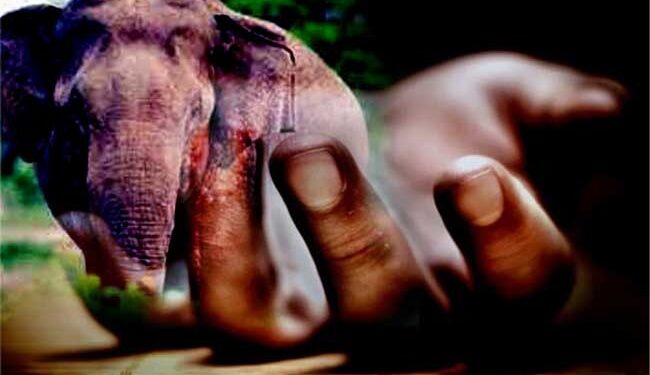 காட்டு யானை தாக்கி பெண் பலி!