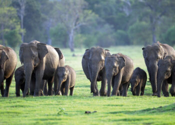 இலங்கையில் யானைகளின் எண்ணிக்கை அதிகரிப்பு!