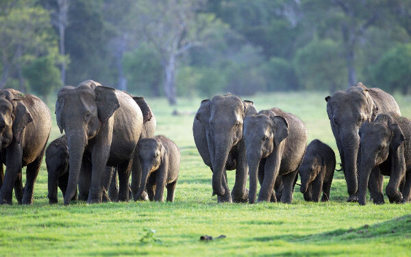 இலங்கையில் யானைகளின் எண்ணிக்கை அதிகரிப்பு!
