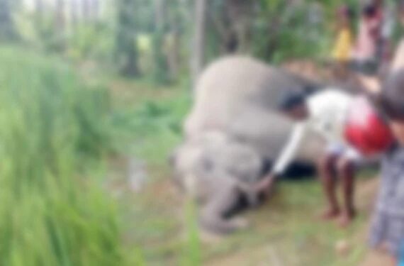 மின்சார வேலியில் சிக்கி காட்டு யானை உயிரிழப்பு!