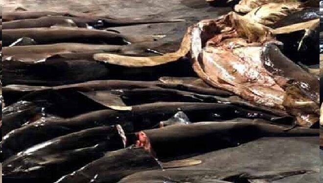 சட்டவிரோதமாக பிடிக்கப்பட்ட சுறா மீன்களுடன் ஏழு மீனவர்கள் கைது!