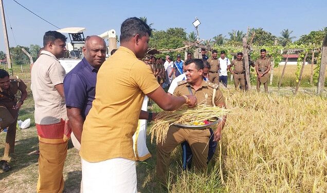 20 ஏக்கர் நிலப்பரப்பில் மட்டக்களப்பு சிறைக்கைதிகளினால் செய்கை பண்ணப்பட்ட நெற்செய்கை அறுவடை