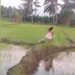 முள்ளம்பன்றியுடன் வயல்வெளியில் உலா வரும் குட்டிச் சிறுமி