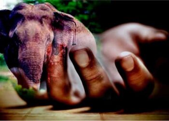 காட்டு யானை தாக்கி பெண் பலி!