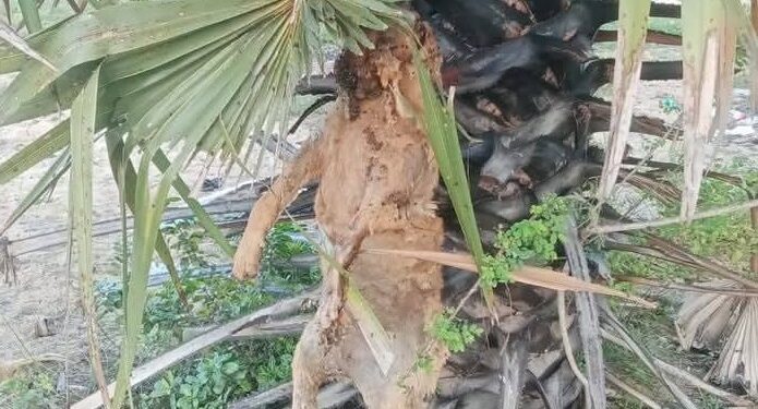 நாய் தோல் உரிக்கப்பட்டு தொங்கிய நிலையில் மீட்பு 