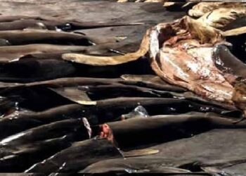 சட்டவிரோதமாக பிடிக்கப்பட்ட சுறா மீன்களுடன் ஏழு மீனவர்கள் கைது!