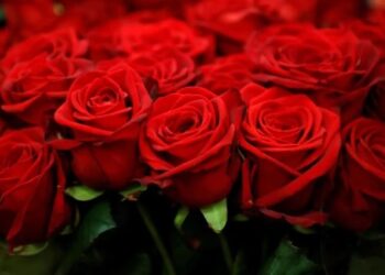 காதலர் தினம் ; நுவரெலியாவில் சிவப்பு ரோஜா ஒன்றின் விலை 750 ரூபாய்!