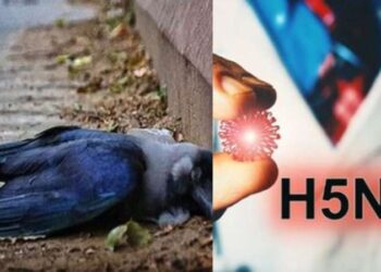 இந்தியாவில் பறவைக்காய்ச்சல் | தமிழ்நாடு, பீகார் மாநிலங்களில் காகங்கள் உயிரிழப்பு