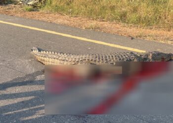 யாழில் இரத்த வெள்ளத்தில் மீட்கப்பட்டது முதலை