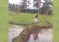 முள்ளம்பன்றியுடன் வயல்வெளியில் உலா வரும் குட்டிச் சிறுமி