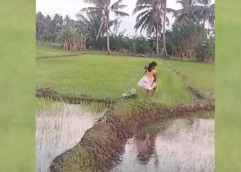 முள்ளம்பன்றியுடன் வயல்வெளியில் உலா வரும் குட்டிச் சிறுமி