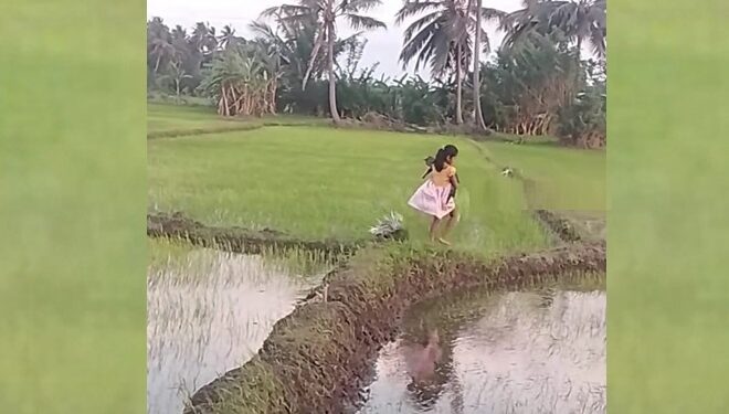 முள்ளம்பன்றியுடன் வயல்வெளியில் உலா வரும் குட்டிச் சிறுமி