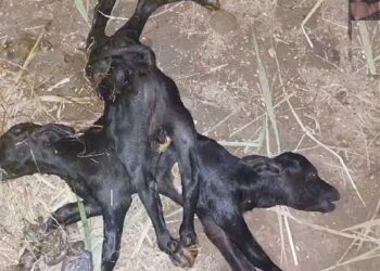 இந்தியாவில் இரண்டு தலை, எட்டு கால்களுடன் பிறந்த அதிசய கன்றுக்குட்டி!
