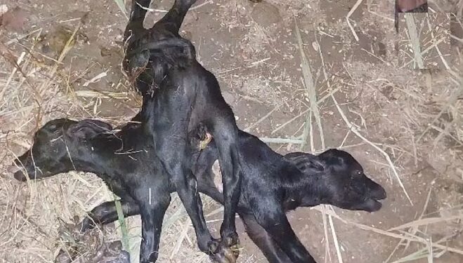 இந்தியாவில் இரண்டு தலை, எட்டு கால்களுடன் பிறந்த அதிசய கன்றுக்குட்டி!